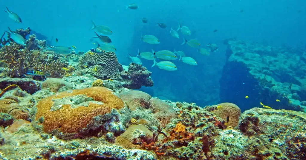 Fish and coral in St. Thomas for the all inclusive family resort US Virgin Islands guide